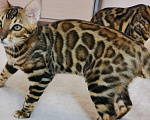 Кошки в Брянске: Красавец в любимцы Мальчик, 25 000 руб. - фото 5