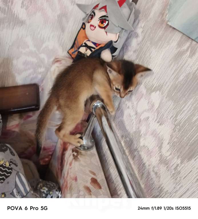 Кошки в Сергиеве Посаде: Мальчик 2 Мальчик, 20 000 руб. - фото 3