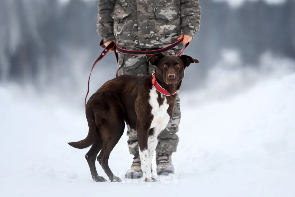 Собаки в Москве: Красавица Токио.  Есть ли у девочки шанс? Девочка, Бесплатно - фото 9