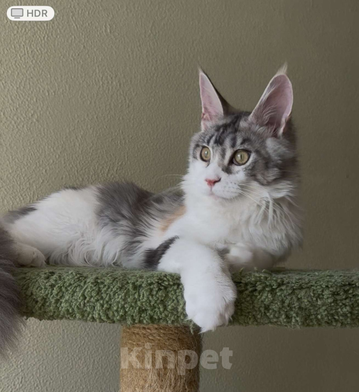 Кошки в Санкт-Петербурге: ЗАБАВА Девочка, 45 000 руб. - фото 4