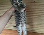 Кошки в Уфе: котенок в добрые руки  Девочка, Бесплатно - фото 2