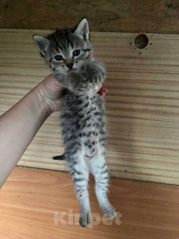Кошки в Уфе: котенок в добрые руки  Девочка, Бесплатно - фото 2
