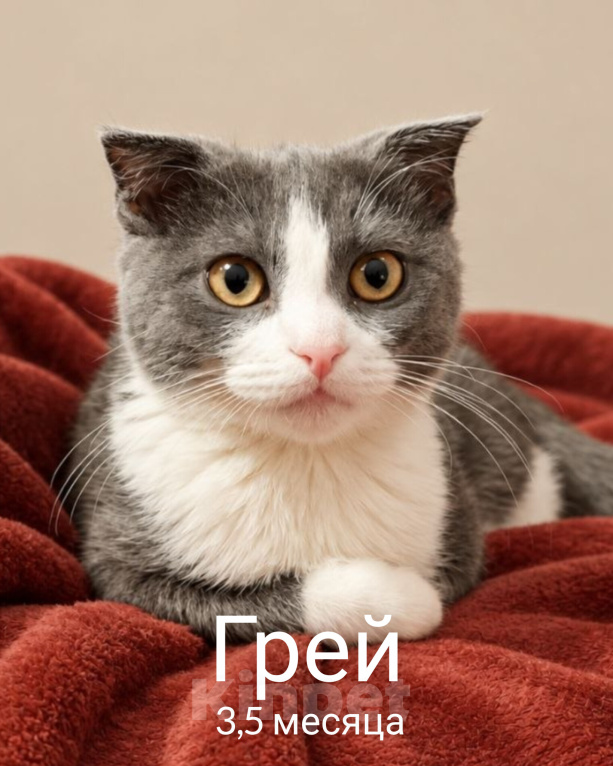 Кошки в Москве: Грей 3,5 месяца Девочка, Бесплатно - фото 1