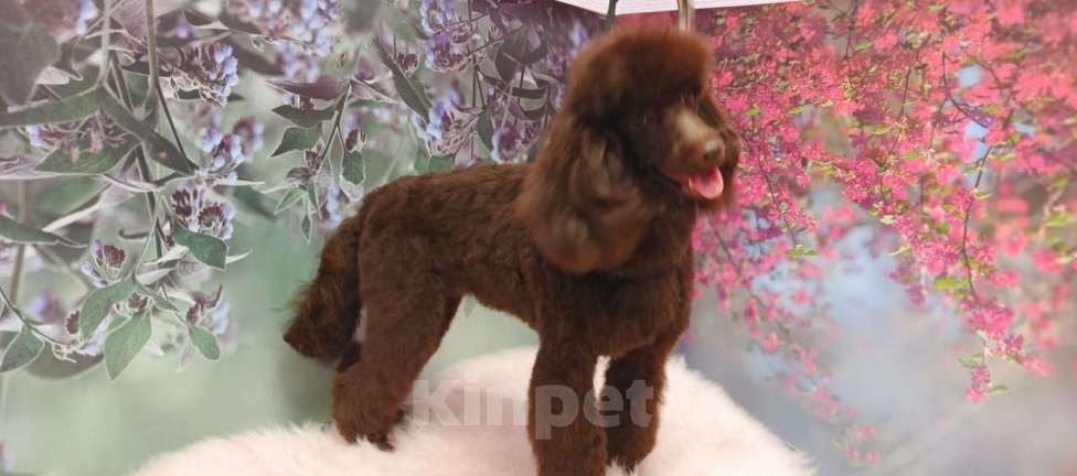 Собаки в Твери: Сука шоколадная миниатюра 9 месяцев РКФ Девочка, 120 000 руб. - фото 3