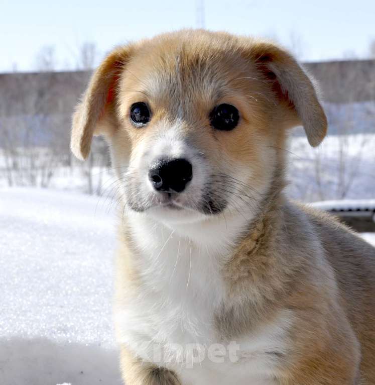 Собаки в Новосибирске: Вельш Корги Пемброк Мальчик, 60 000 руб. - фото 5