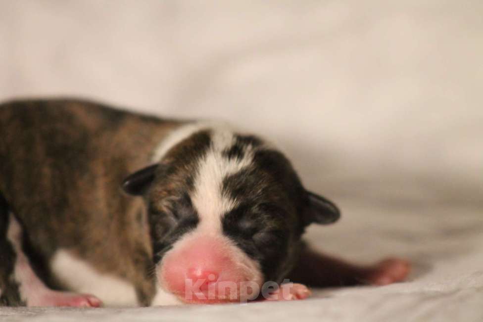 Собаки в Москве: Щенки басенджи ✨ Девочка, 50 000 руб. - фото 1
