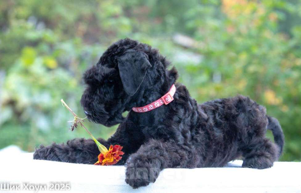 Собаки в Перми: Щенок Керри-Блю-терьера Девочка, 60 000 руб. - фото 3