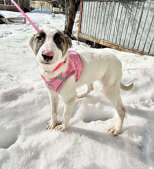 Белый щенок с розовым носиком