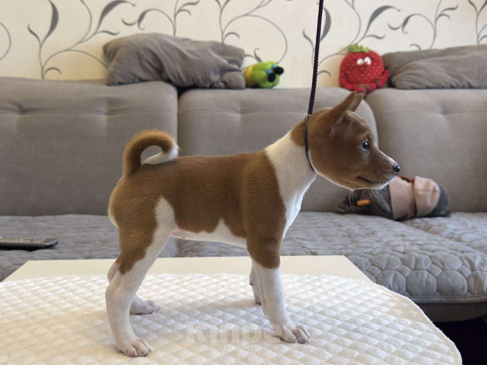 Собаки в Ангарске: Щенки басенджи Девочка, 65 000 руб. - фото 1