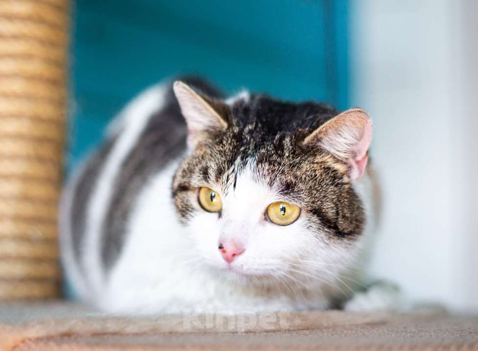 Кошки в Москве: Кошка в добрые руки Девочка, Бесплатно - фото 6