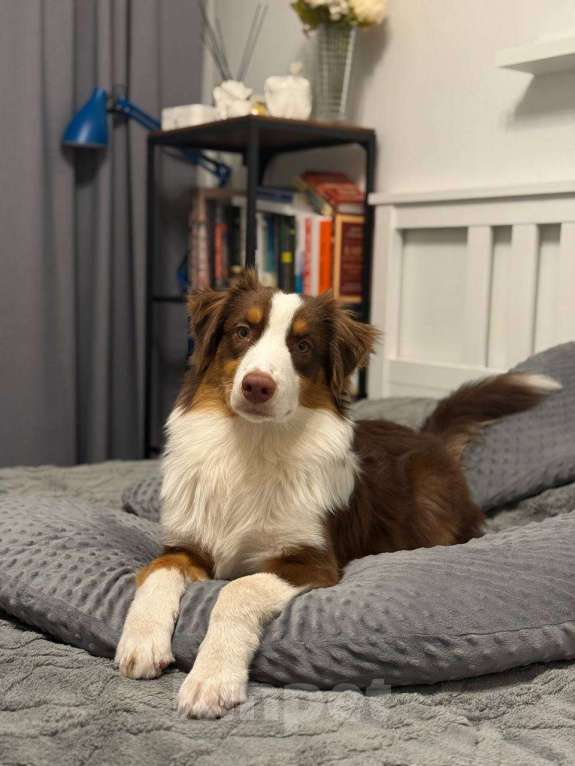 Собаки в Москве: Щенок Австралийской овчарки, аусси Мальчик, 50 000 руб. - фото 1