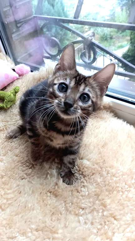 Кошки в Москве: Бенгальская девочка Девочка, 35 000 руб. - фото 2