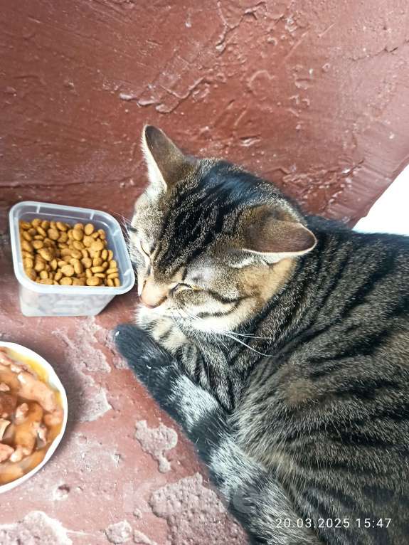 Кошки в Санкт-Петербурге: Найден кот. Мальчик, Бесплатно - фото 2