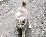 Кошки в Москве: Трехцветная кошечка погибает на улице Девочка, 1 руб. - фото 3