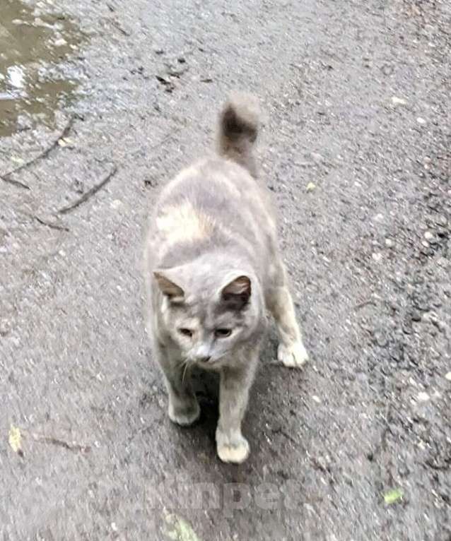 Кошки в Москве: Трехцветная кошечка погибает на улице Девочка, 1 руб. - фото 3