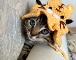 Кошки в Санкт-Петербурге: Кому котятки-ребятки??? Мальчик, Бесплатно - фото 2