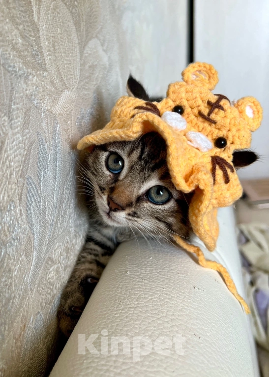 Кошки в Санкт-Петербурге: Кому котятки-ребятки??? Мальчик, Бесплатно - фото 2