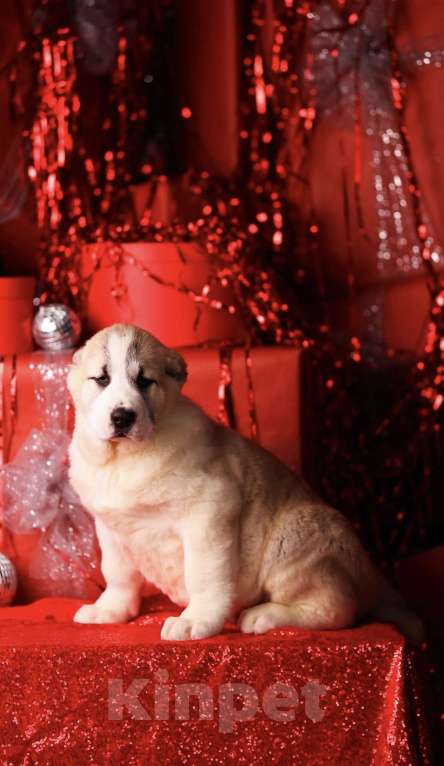 Собаки в Москве: Понтовый щенок алабая  Мальчик, Бесплатно - фото 3