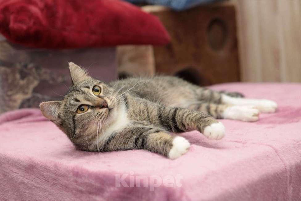 Кошки в Санкт-Петербурге: Маргоша ищет дом  Девочка, Бесплатно - фото 3