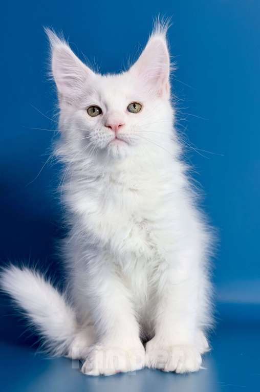 Кошки в других городах Московской области: Эксклюзив, белый кот полидакт. Мальчик, 110 000 руб. - фото 7