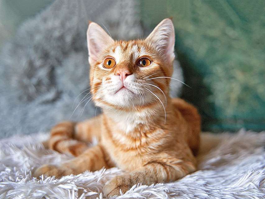 Кошки в Москве: Котёнок Марчелло - рыжее солнышко в добрые руки Мальчик, 10 руб. - фото 3