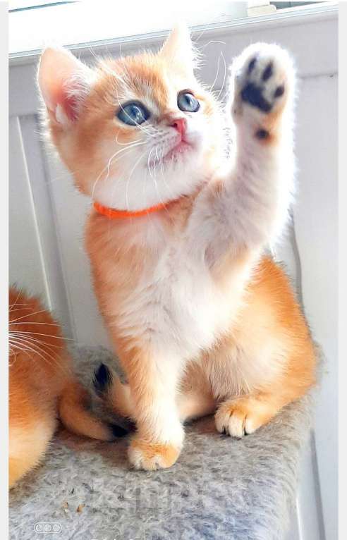 Кошки в Москве: Золотые британские шиншилы  Мальчик, 50 000 руб. - фото 3