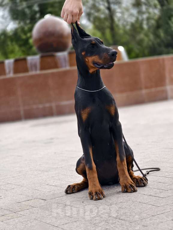 Собаки в Курске: Доберманы РКФ Девочка, Бесплатно - фото 8