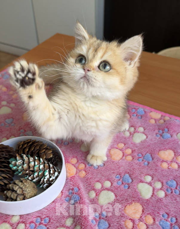 Кошки в Нижнем Новгороде: Золотая шиншилла котенок Мальчик, 25 000 руб. - фото 1