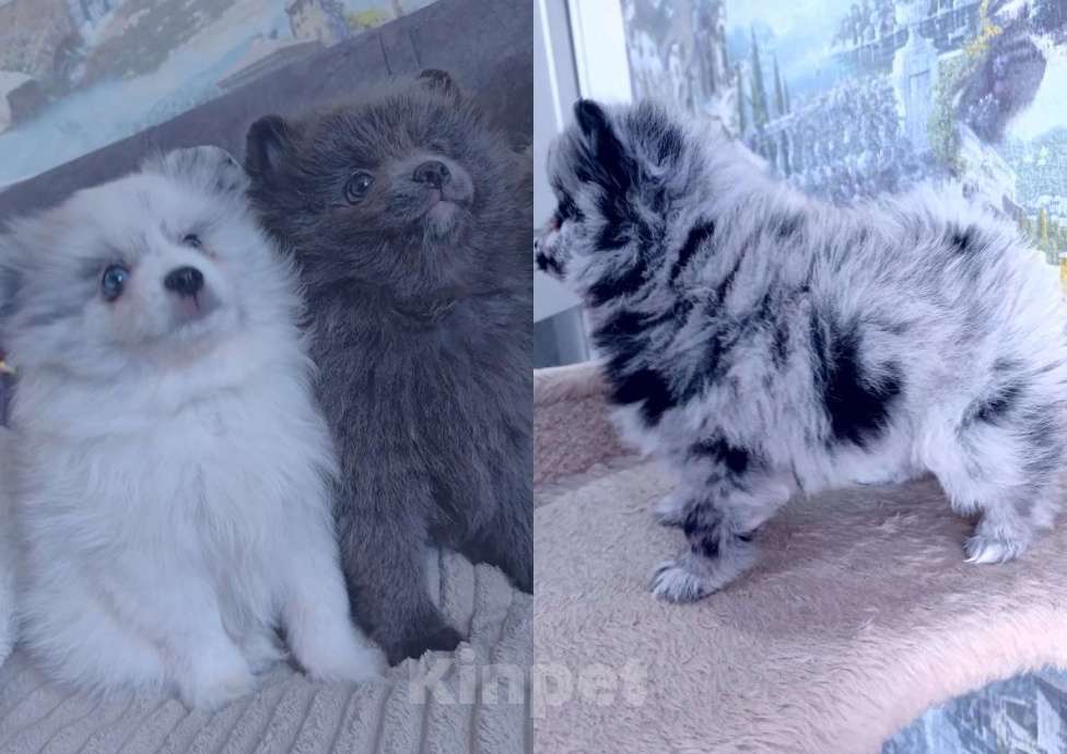 Собаки в других городах Тульской области: Щенки шпица померанского Мерле Разнополые, 30 000 руб. - фото 1