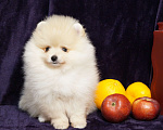 Собаки в Москве: Мальчик померанского шпица Мальчик, 25 000 руб. - фото 4