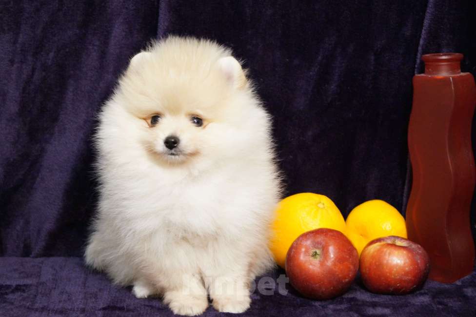 Собаки в Москве: Мальчик померанского шпица Мальчик, 25 000 руб. - фото 4