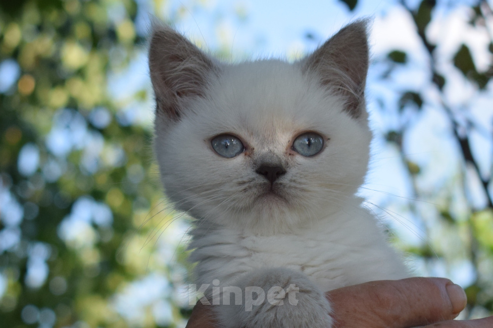 Кошки в Краснодаре: Шотладские котята Девочка, 5 000 руб. - фото 7