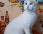 Кошки в Собинке: Котик 7 месяцев, Бесплатно - фото 1