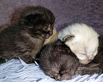 Кошки в Сальске: Шотландские котята (в Колпино), 4 500 руб. - фото 2