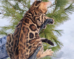 Кошки в Москве: Бенгальский котик Грей Мальчик, 50 000 руб. - фото 8