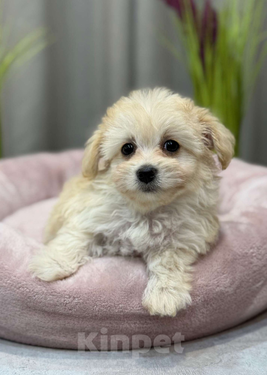 Собаки в Москве: Мальтипу девочка 2 Девочка, 180 000 руб. - фото 1