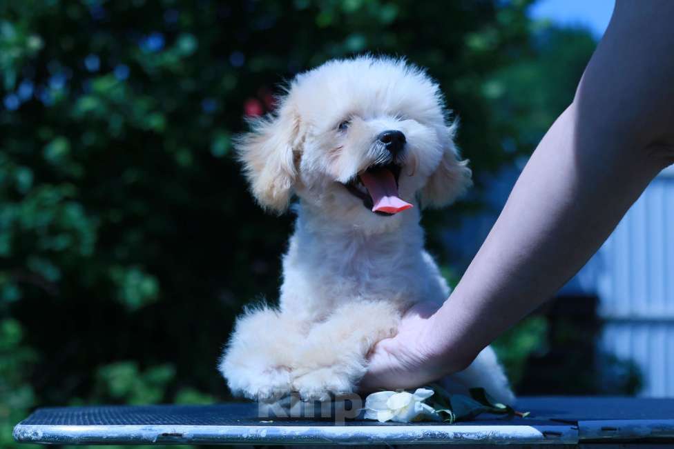 Собаки в Москве: мальтипу Ф1 щенки Девочка, 100 000 руб. - фото 8