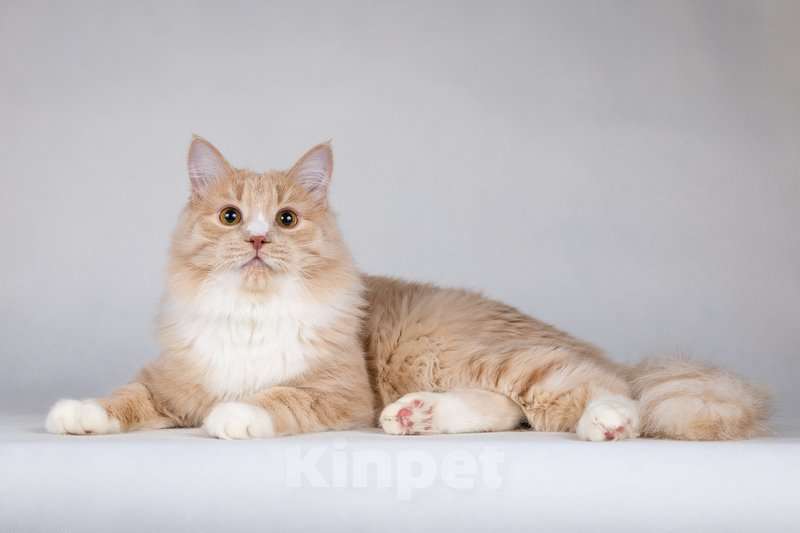 Кошки в Москве: Мурчик - самый ласковый, дружелюбный и контактный котик.  Мальчик, Бесплатно - фото 4