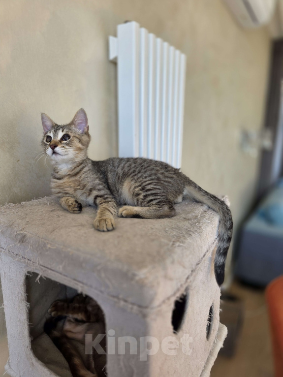 Кошки в Москве: Котенок Тимоша Мальчик, Бесплатно - фото 7