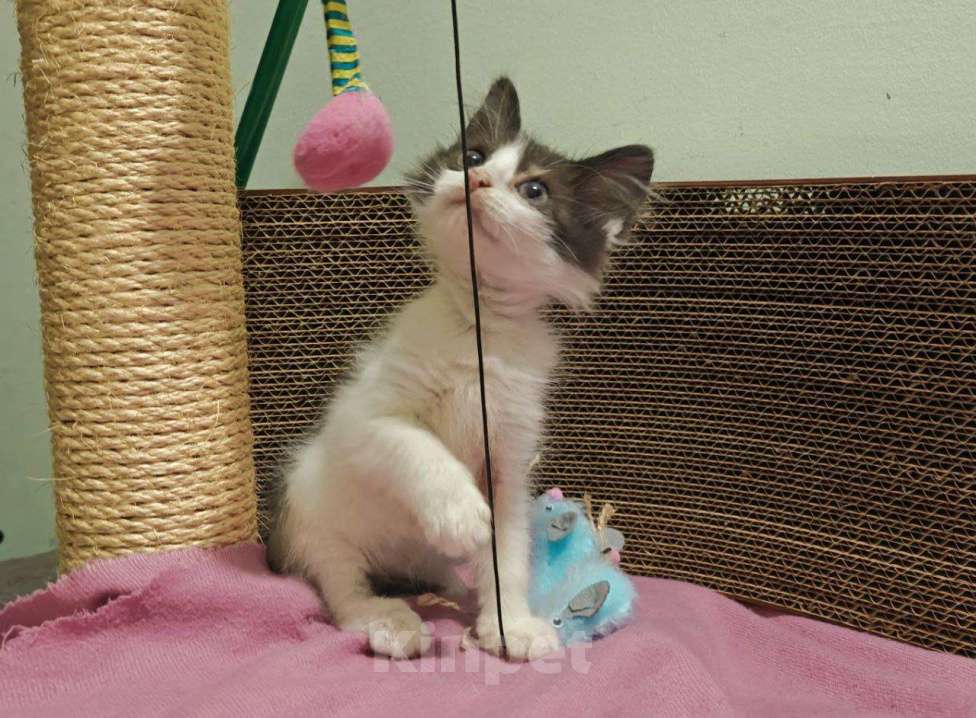 Кошки в Москве: Котенок-карапузик в добрые руки, 1,5 мес Мальчик, Бесплатно - фото 9