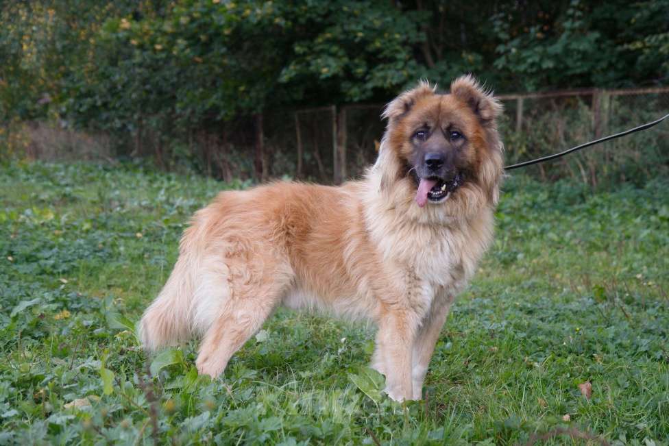 Собаки в Москве: Роюшка Мальчик, Бесплатно - фото 4