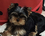 Собаки в Красноярске: Щенки Йоркширского терьера Мальчик, 30 руб. - фото 5