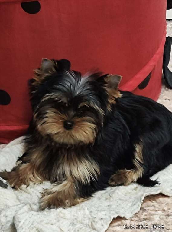 Собаки в Красноярске: Щенки Йоркширского терьера Мальчик, 30 руб. - фото 5