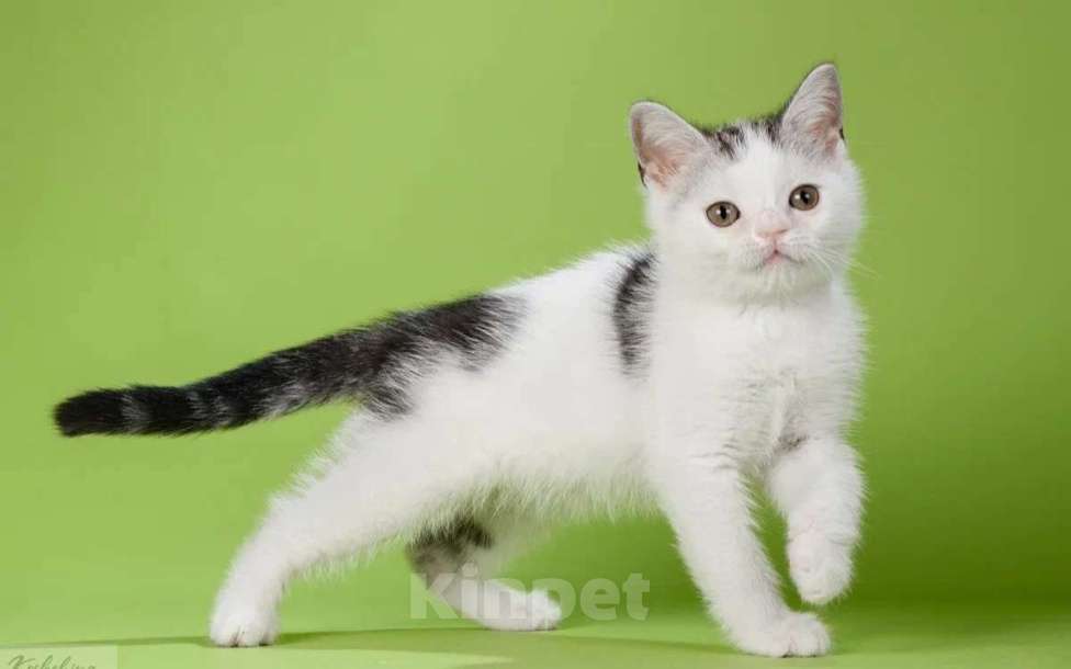 Кошки в Москве: Шотландский нарядный мальчик Мальчик, 30 000 руб. - фото 4