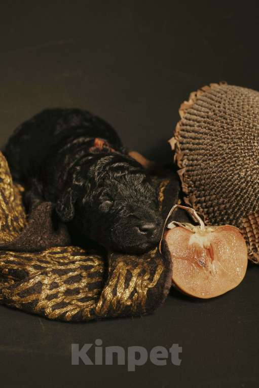 Собаки в Москве: EPIKA THOPH Испанская Водяная собака Девочка, 190 000 руб. - фото 4