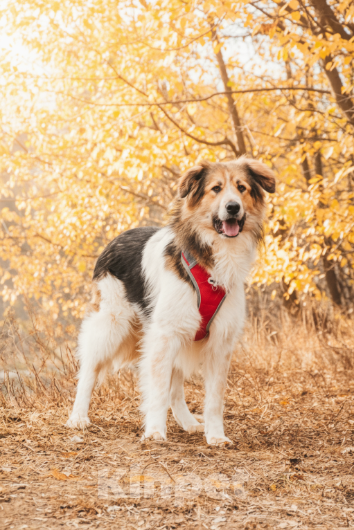 Собаки в Москве: Дюша - метис бордер-колли из приюта в добрые руки Мальчик, Бесплатно - фото 3