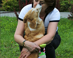 Собаки в Тольятти: Девочка Эстель Руж Девочка, 50 000 руб. - фото 2