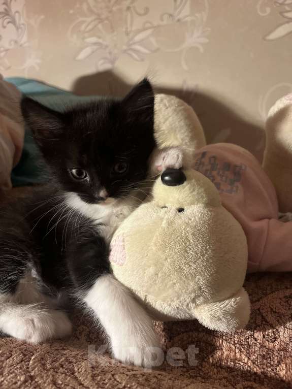 Кошки в Реутове: Мальчик с разноцветным носиком Мальчик, 1 000 руб. - фото 3