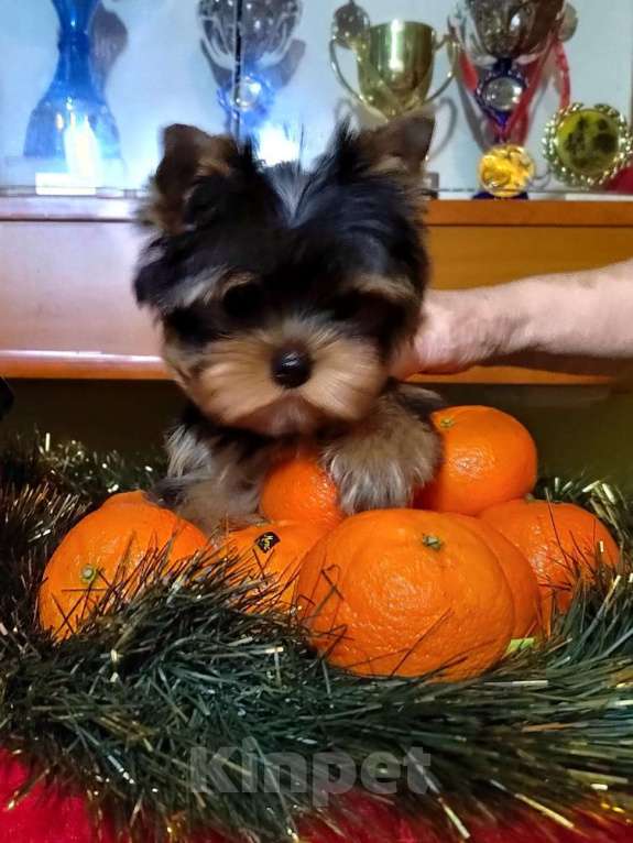 Собаки в Москве: Йоркширский терьер. Мальчик  Мальчик, 80 000 руб. - фото 2