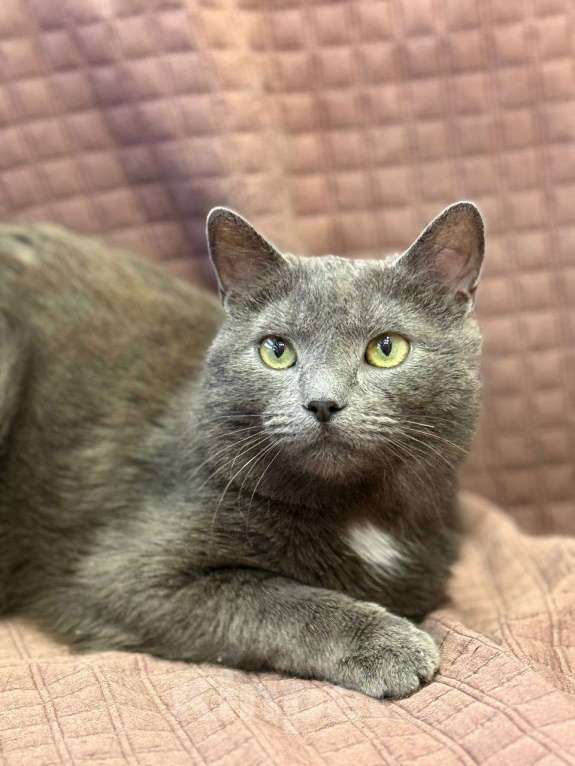 Кошки в Москве: Котенок Чепуха в самые добрые руки Мальчик, Бесплатно - фото 2